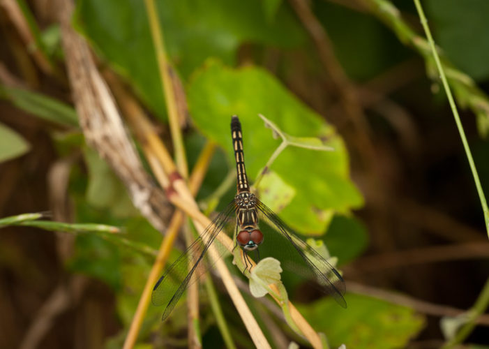 The Odonata of Tarrant County - Pachydiplax longipennis (♀)