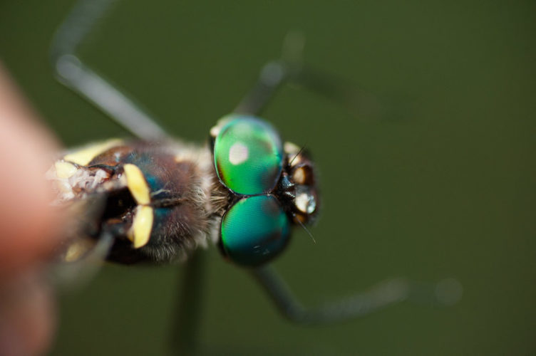 The Odonata of Tarrant County - Macromia illinoiensis (♀) dorsal view of compound eyes