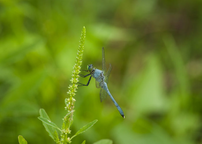 The Odonata of Tarrant County - Erythemis simplicicollis (♂)