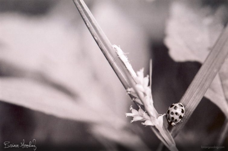 insect life - black and white portrait of ladybug