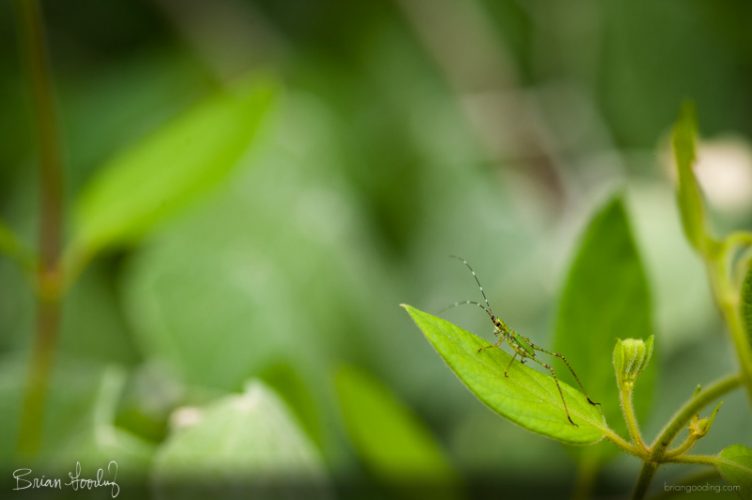 insect life - tettigoniid on leaf
