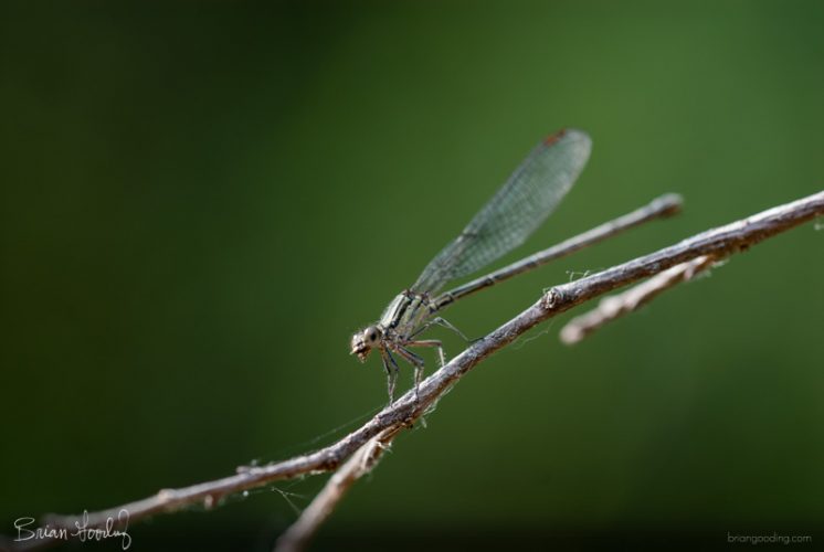 insect life - female Argia translata