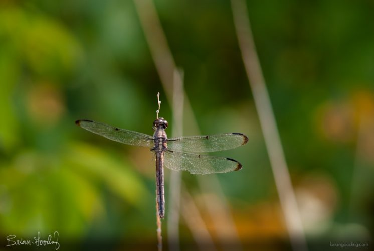 insect life - female Libellula incesta with three wings