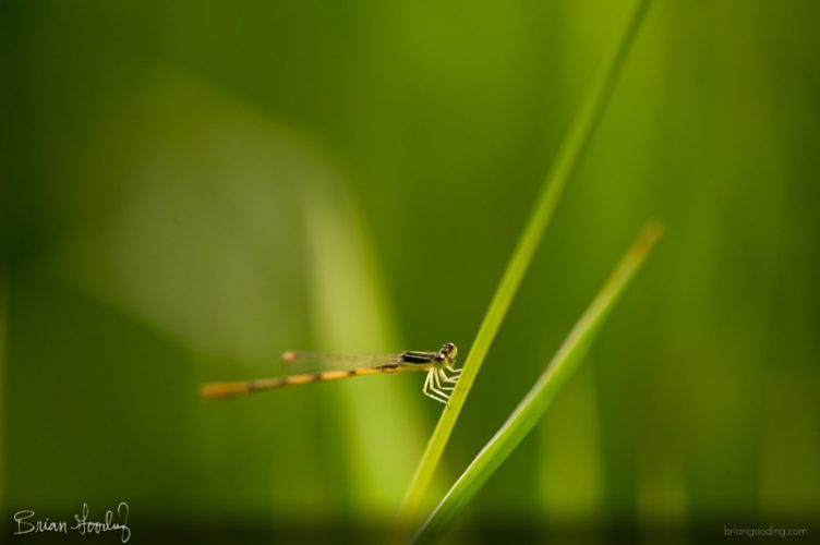 insect life - male Ischnura hastata on blade of grass