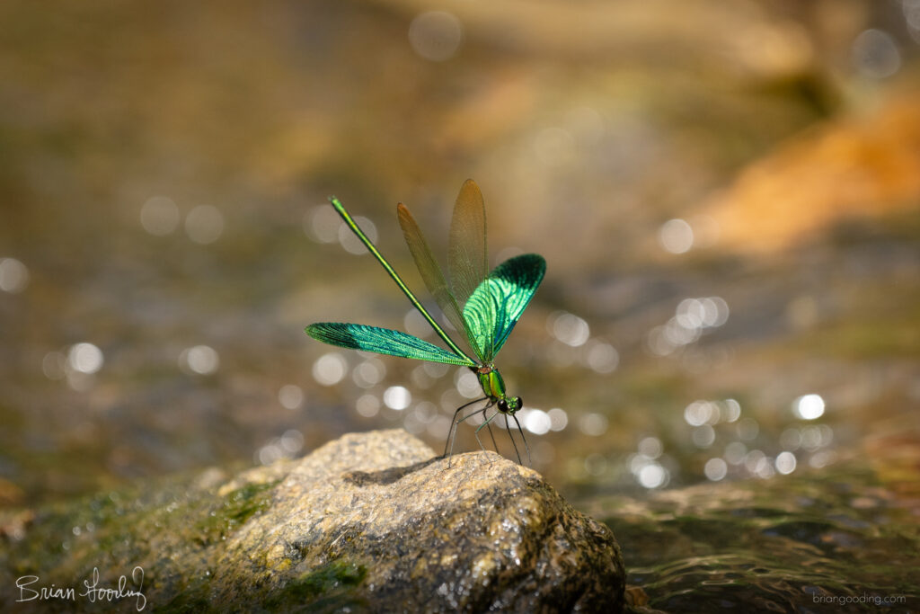 Male Neurobasis chinensis - wing-clapping...more to come