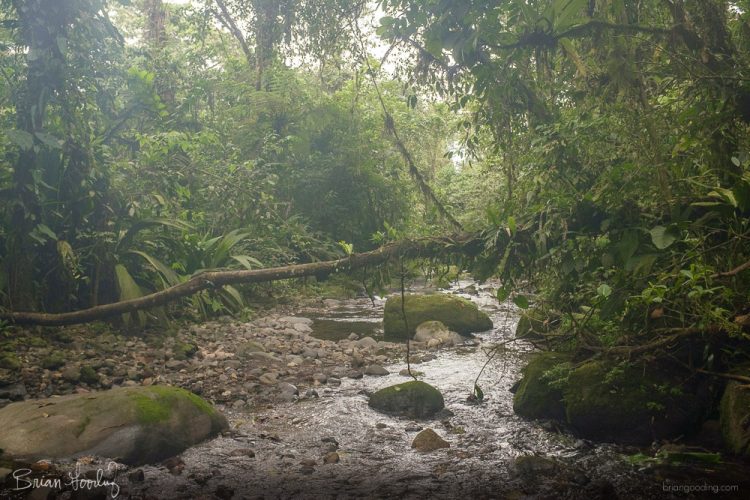 Costa Rica in situ - ancient creek crossings