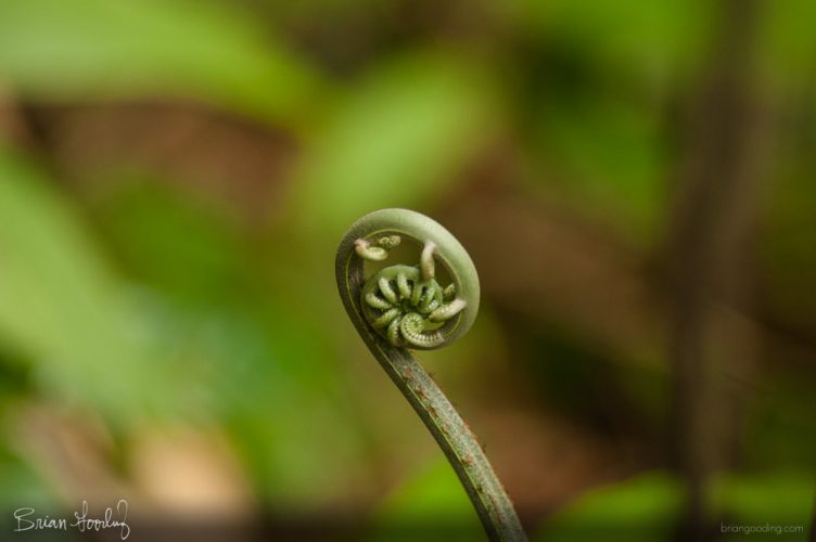 Costa Rica in situ - baby fern